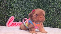 Ozzy, a female Shih Tzu for sale in Turlock, CA – 4 of 5