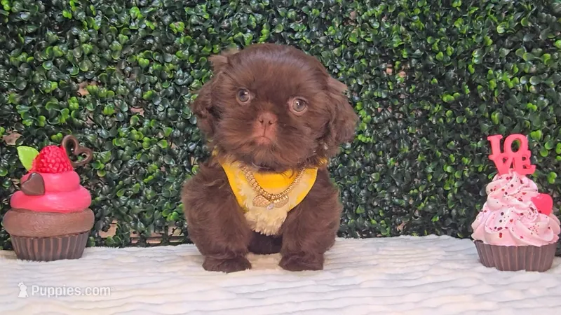 Zeus – Shih Tzu puppy for sale in Turlock, CA