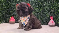 Dory AKC, a female Shih Tzu for sale in Turlock, CA – 2 of 6