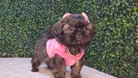 Abby, a female Shih Tzu for sale in Turlock, CA – 3 of 7