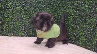 Scout AKC, a male Shih Tzu for sale in Turlock, CA – 3 of 6