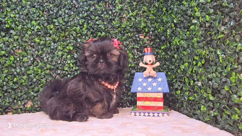 Abby – Shih Tzu puppy for sale in Turlock, CA