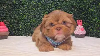 Walter Imperial, a male Shih Tzu for sale in Turlock, CA – 5 of 5