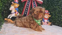 Charlie, a male Shih Tzu for sale in Turlock, CA – 6 of 9
