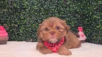 Walter Imperial, a male Shih Tzu for sale in Turlock, CA – 4 of 5
