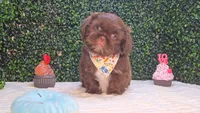 Zeus, a male Shih Tzu for sale in Turlock, CA – 5 of 6