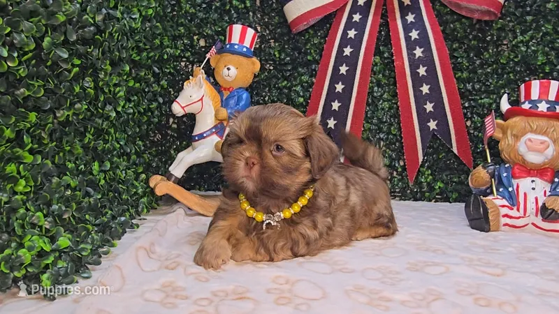 Charlie – Shih Tzu puppy for sale in Turlock, CA