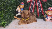 Charlie, a male Shih Tzu for sale in Turlock, CA – 3 of 9