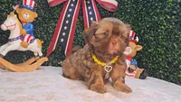 Charlie, a male Shih Tzu for sale in Turlock, CA – 8 of 9