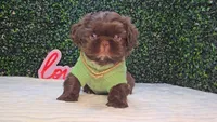 Luigi AKC, a male Shih Tzu for sale in Turlock, CA – 4 of 5
