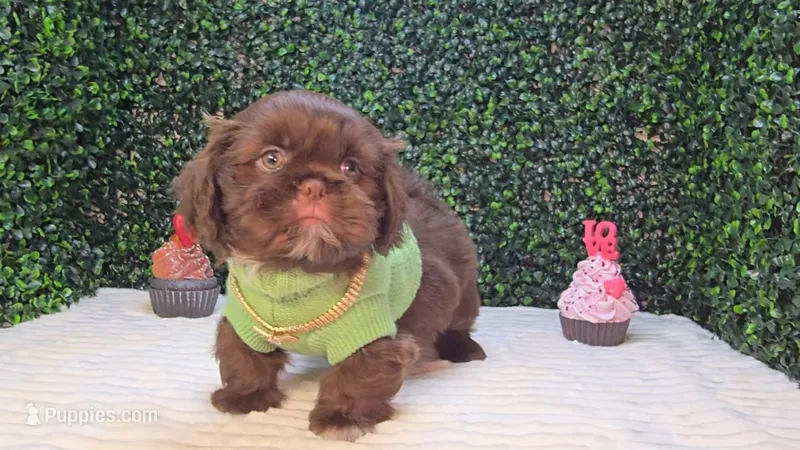 Luigi – Shih Tzu puppy for sale in Turlock, CA
