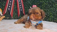 Walter, a male Shih Tzu for sale in Turlock, CA – 5 of 9