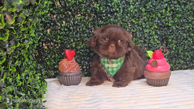 Zeus – Shih Tzu puppy for sale in Turlock, CA