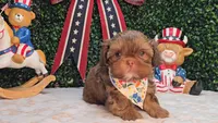 Walter, a male Shih Tzu for sale in Turlock, CA – 8 of 9
