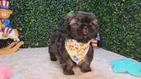 Abby, a female Shih Tzu for sale in Turlock, CA – 4 of 7