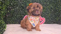Chloe, a female Shih Tzu for sale in Turlock, CA – 3 of 6
