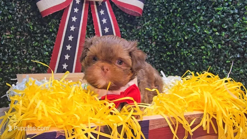 Walter – Shih Tzu puppy for sale in Turlock, CA