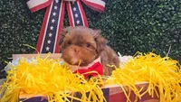 Walter, a male Shih Tzu for sale in Turlock, CA – 2 of 9
