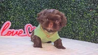 Luigi AKC, a male Shih Tzu for sale in Turlock, CA – 2 of 5