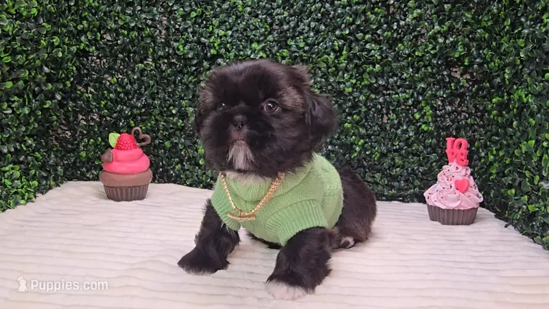 Scout AKC – Shih Tzu puppy for sale in Turlock, CA