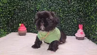 Scout AKC, a male Shih Tzu for sale in Turlock, CA – 1 of 6