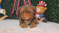 Walter, a male Shih Tzu for sale in Turlock, CA – 7 of 9