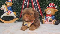 Walter, a male Shih Tzu for sale in Turlock, CA – 3 of 9
