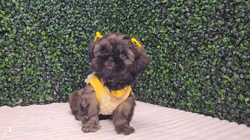 Dory AKC – Shih Tzu puppy for sale in Turlock, CA