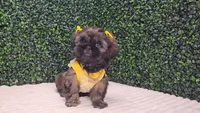 Dory AKC, a female Shih Tzu for sale in Turlock, CA – 3 of 6