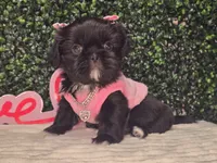 Panda, a female Shih Tzu for sale in Turlock, CA – 2 of 6