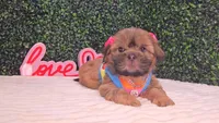 Chloe, a female Shih Tzu for sale in Turlock, CA – 6 of 6