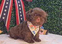 Bruno, a male Shih Tzu for sale in Turlock, CA – 3 of 5