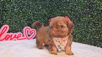 Ozzy, a female Shih Tzu for sale in Turlock, CA – 2 of 5