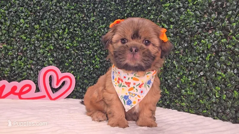 Chloe – Shih Tzu puppy for sale in Turlock, CA