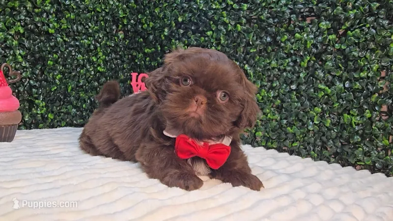 Zeus – Shih Tzu puppy for sale in Turlock, CA