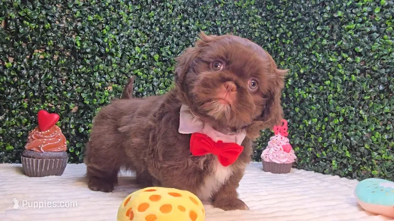 Zeus – Shih Tzu puppy for sale in Turlock, CA