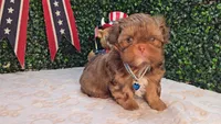 Walter, a male Shih Tzu for sale in Turlock, CA – 6 of 9