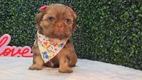 Ozzy, a female Shih Tzu for sale in Turlock, CA – 3 of 5