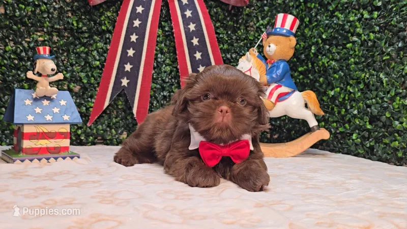 Bruno – Shih Tzu puppy for sale in Turlock, CA