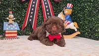 Bruno, a male Shih Tzu for sale in Turlock, CA – 1 of 5