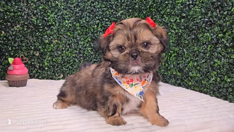 Molly AKC – Shih Tzu puppy for sale in Turlock, CA