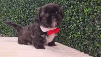Scout AKC, a male Shih Tzu for sale in Turlock, CA – 4 of 6