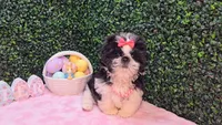 Pepper, a female Shih Tzu for sale in Turlock, CA – Photo 5 of 5