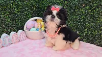 Pepper, a female Shih Tzu for sale in Turlock, CA – Photo 4 of 5