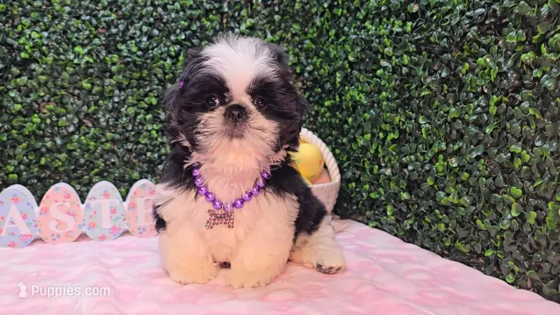 Pepper, a female Shih Tzu for sale in Turlock, CA – Photo 1 of 5
