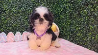 Pepper, a female Shih Tzu for sale in Turlock, CA – Photo 1 of 5