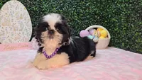 Pepper, a female Shih Tzu for sale in Turlock, CA – Photo 3 of 5