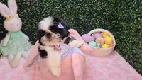 Pepper, a female Shih Tzu for sale in Turlock, CA – Photo 2 of 5