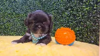 Charlie, a male Shih Tzu for sale in Turlock, CA – 2 of 3