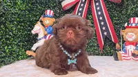 Bruno, a male Shih Tzu for sale in Turlock, CA – 5 of 5